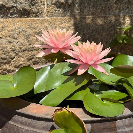 定风波Grace Homestay 54 金城 外观 照片